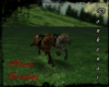[DK] Horses Escaping