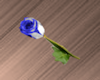 Blue White Rose