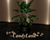 ~CL~MESSO PLANT/CANDLES