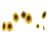 MY Sunflowers Acc