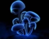 blue mushroom club 