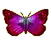 Magenta Butterfly
