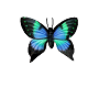 *[NAI]* Butterfly animat