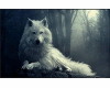 wolf white