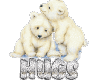 polar bear hugs