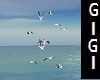 GM seagulls animated