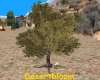 DB lg Cedar Tree 1