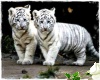 Two Baby White Tiger's