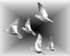 Flying Dove | Animated
