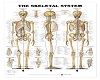 Skelital system chart 
