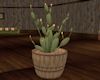 'Potted Cactus Plant 2