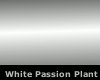 White Passion Plant