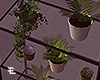 Chaotice/Plants Rack
