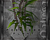 ♆ | poseless plant