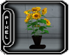 <Pp> Sunflowers