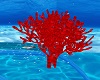 Arial under sea red cora