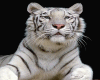 White Tiger Avi