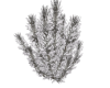 Plant with Snow