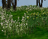 TF* meadow wild flowers
