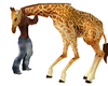 Baby Giraffe Ride& Play