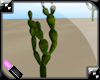 ™ Prickly Cactus