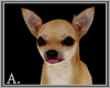 ~A~ Adopt a Chihuahua