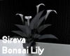 Sireva Bonsai Lily