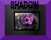 Shadow's Lily