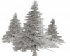 Gig-Winter Pine Trees