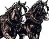 beautifull shire horses