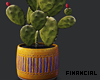 Indoor Cactus 4