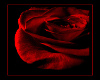 Blood Rose Rug
