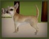 Tan Chihuahua Dog