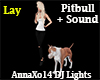 DJ Pet Pit Bull Terrier