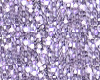 Galaxia Purpura Body