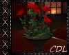 !C* C Vase with Roses