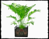 Central Perks Plant