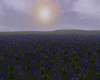 purple medows field