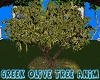Greek Olive Tree Animate