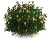 SN Yellow rose bush