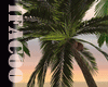 [05] Palm Tree Kiss