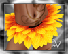 ~V Sunflower Skirt