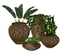 Pot Plants 1
