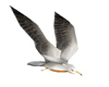 Swamp Sea Gull Anim