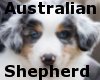 Australian Shepherd ears