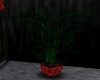 chv green fern plant