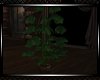 **Fantasy Planter 4