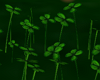 Lucky Clover Patch