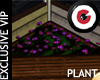 Pansies planter