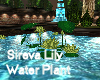 Sireva Lily Water PLant